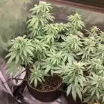 Pineapple Express - Barneysfarm