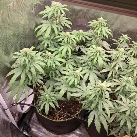 Pineapple Express - Barneysfarm