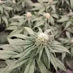 Blueberry Muffin - Humboltseedcompany