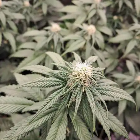 Blueberry Muffin - Humboltseedcompany