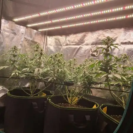 Lemon Orange - Greenhouseseeds