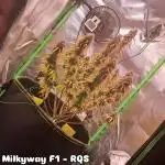 Milkyway F1 - Royal Queen Seeds