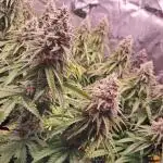 Lemon Orange - Greenhouseseeds
