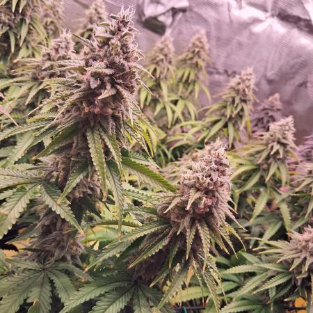 Lemon Orange - Greenhouseseeds