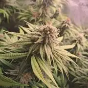 Chocholate Mint OG 2.0