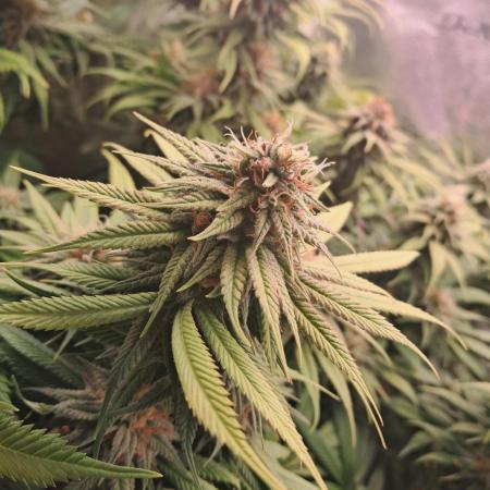 Chocholate Mint OG 2.0