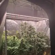 Girl Scout Cookies - Barneyfarms