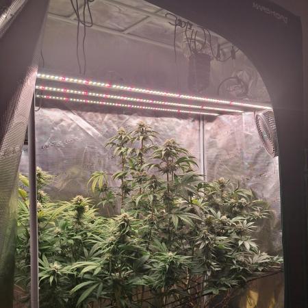 Girl Scout Cookies - Barneyfarms