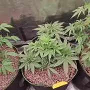 OG Kush SFV - Advanced Seeds