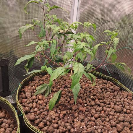 Girl Scout Cookies - Barneyfarms