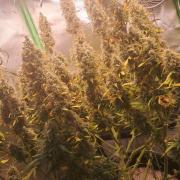 Sticky Broccoli - Eternity Grow Cup 26