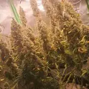 Sticky Broccoli - Eternity Grow Cup 26