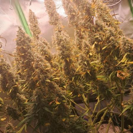 Sticky Broccoli - Eternity Grow Cup 26