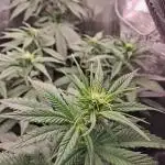 Blueberry Muffin - Humboltseedcompany