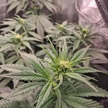 Blueberry Muffin - Humboltseedcompany