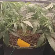 OG Kush SFV - Advanced Seeds