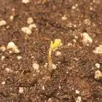 OG Kush SFV - Advanced Seeds