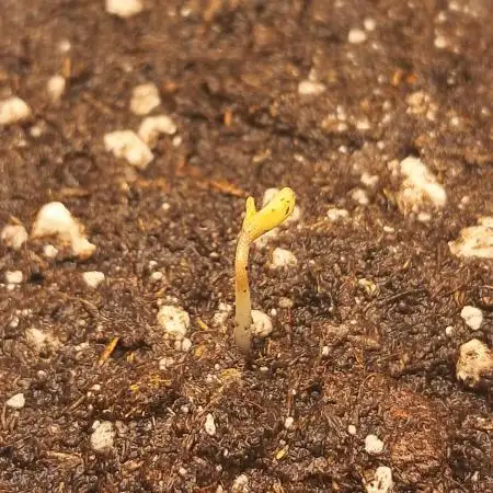OG Kush SFV - Advanced Seeds