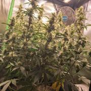 Sticky Broccoli - Eternity Grow Cup 26