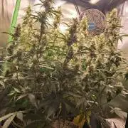 Sticky Broccoli - Eternity Grow Cup 26