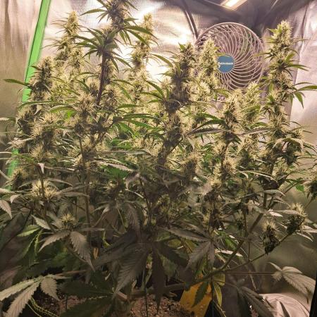 Sticky Broccoli - Eternity Grow Cup 26