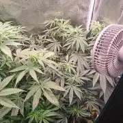 Girl Scout Cookies - Barneyfarms