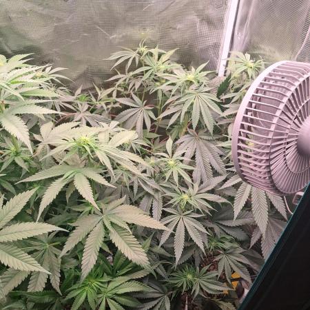 Girl Scout Cookies - Barneyfarms