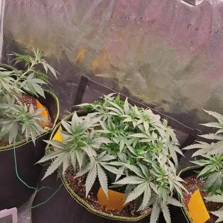 Lemon Orange - Greenhouseseeds