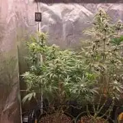 Chocholate Mint OG 2.0