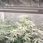 OG Kush SFV - Advanced Seeds