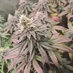 Blueberry Muffin - Humboltseedcompany