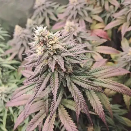 Blueberry Muffin - Humboltseedcompany