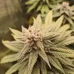 Pineapple Express - Barneysfarm