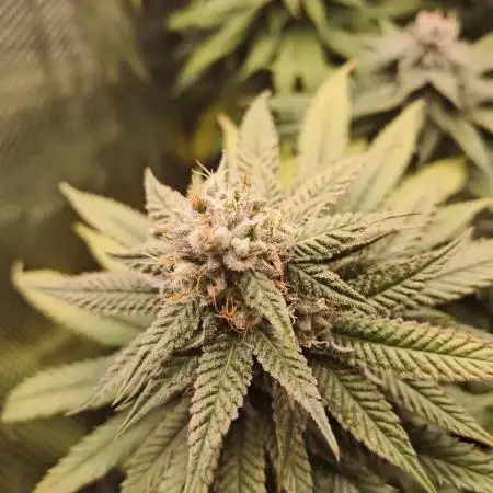 Pineapple Express - Barneysfarm