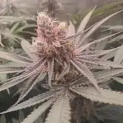 MJ Cuts - Barneyfarms 🍁