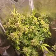 Chocholate Mint OG 2.0