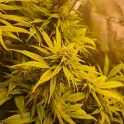 Chocholate Mint OG 2.0