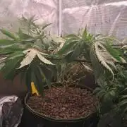 Chocholate Mint OG 2.0