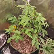 Chocholate Mint OG 2.0