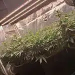 Pineapple Express - Barneysfarm