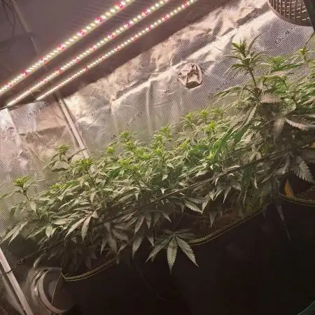 Pineapple Express - Barneysfarm