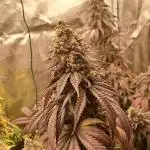 Blueberry Muffin - Humboltseedcompany