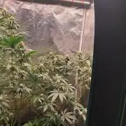 Girl Scout Cookies - Barneyfarms