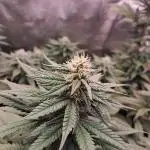 Blueberry Muffin - Humboltseedcompany