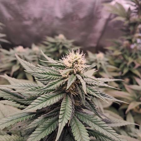 Blueberry Muffin - Humboltseedcompany