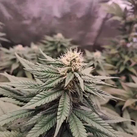 Blueberry Muffin - Humboltseedcompany