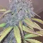 Fastberry - 420 Fastbuds