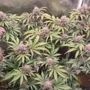 Girl Scout Cookies - Barneyfarms