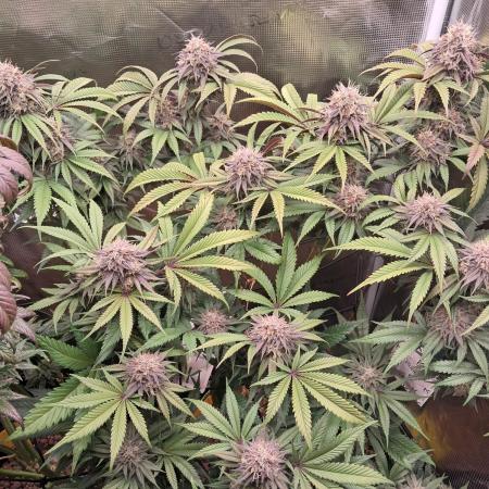 Girl Scout Cookies - Barneyfarms