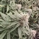 Lemon Orange - Greenhouseseeds